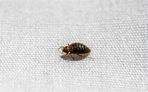 How To Find Bed Bugs During The Day Budget Brothers Termite Pest Control