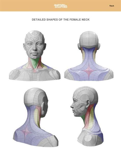 Neck Anatomy By Anatomy For Sculptors How To Art