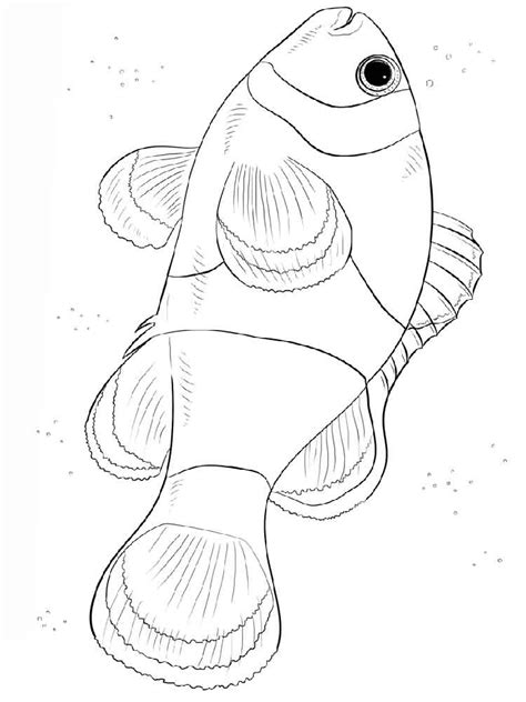 Color in this picture of a clown anemonefish and others with our library of online coloring pages. Clownfish coloring pages. Download and print Clownfish ...