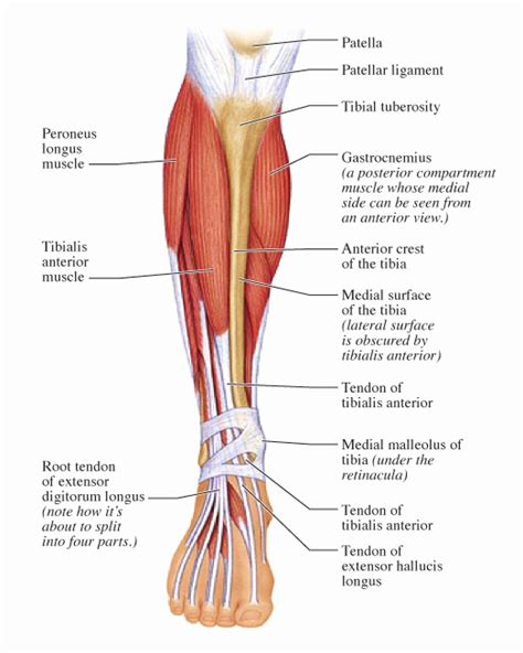 Leg Muscle Diagram