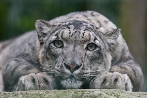 Animales En El Planeta El Leopardo De Las Nieves Onza Irbis O