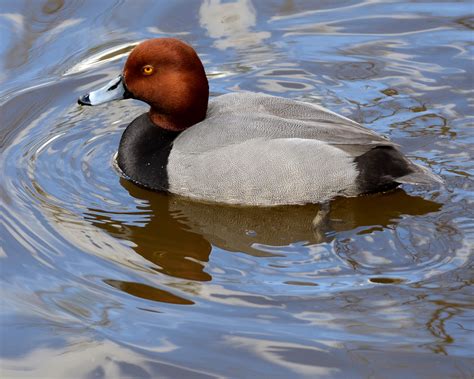 Canvasback Image By Darris Howe Bird Carving Redhead Duck Nature