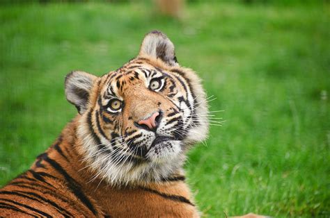 Portrait Of Sumatran Tiger Panthera Tigris Sumatrae Big Cat 5