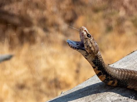 Mozambique Spitting Cobra Naja Mossambica From Gauteng South Africa