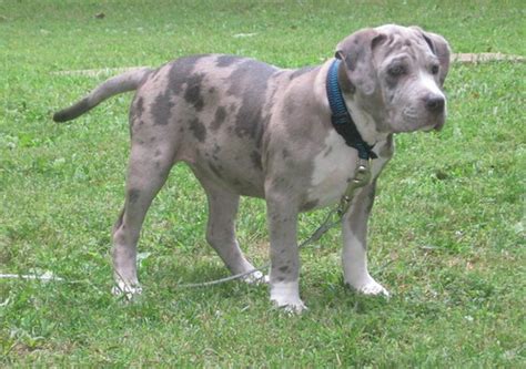 Old family red nose (ofrn) bloodlines consist of flametree he is from riverside county, california. blue merle pitbulls