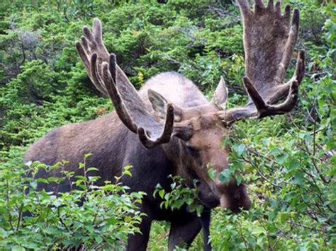 Flora And Fauna In Kanada Faszination Kanada