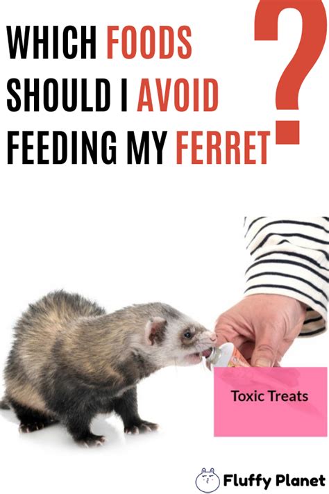 Carrots, and any other food that is not a part of your dog's usual diet, should be given in moderation. FOODS I SHOULD AVOID FEEDING MY FERRET | Ferret, Ferrets ...
