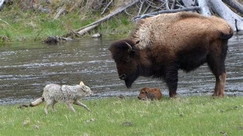 Stunning Photos Show Bison Protect Newborn Calf From Coyote