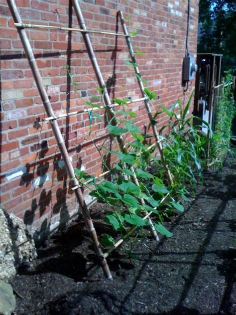 Trellis Pumpkins Pumpkin Trellis Is That Really Tough Enough For