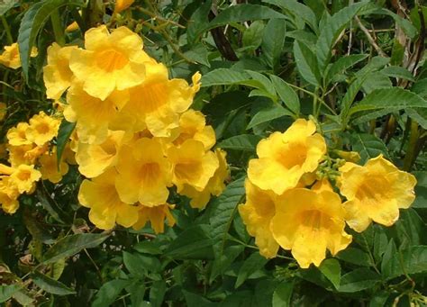 Yellow flowers bring the sunshine to a landscape, even on a cloudy day. An eco-friendly, medicinal garden secret: Yellow Bells