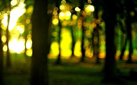 Forest The Sun Macro Trees Nature Widescreen Wallpaper Blur