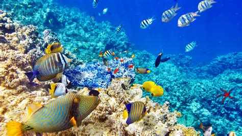 Wallpaper Hd Quality Underwater World Ocean Coral Reef