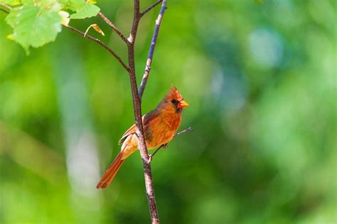 What Are The Most Common Backyard Birds In Indiana Learn Bird Watching