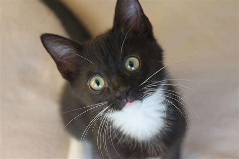 Black Tuxedo Siamese Cat