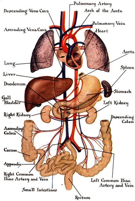 Diagram Of The Excretory System