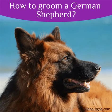 German Shepherd Grooming 7 Tools And Techniques To Groom Your Gsd