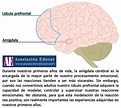 Amígdala - Lóbulo prefrontal. - Asociación Educar - Ciencias y ...