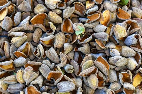 Putting Almond Waste To Good Use West Coast Nut