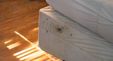 Can You See Bed Bugs On Your Skin Bed With Uv Light 2021 Guide