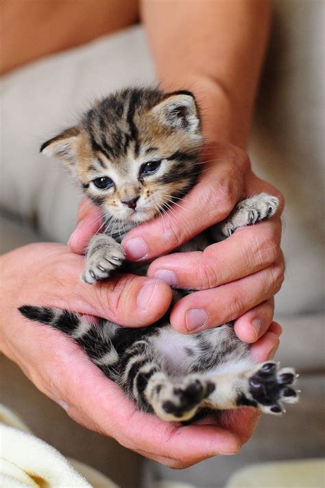 Tiny Paws Much Love
