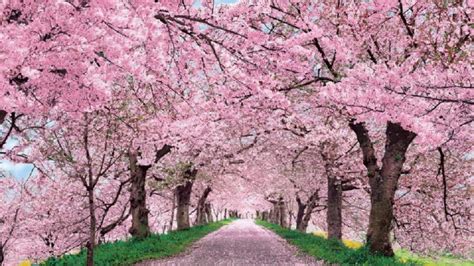 55 Cherry Blossom Tree Android Iphone Desktop Hd
