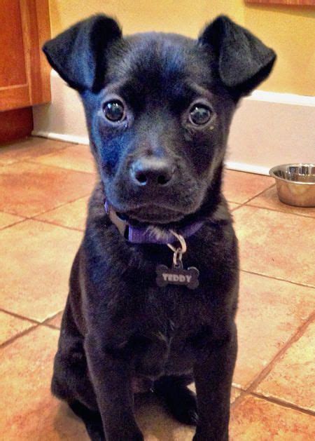 Then the cat isn't hypoallergenic. 11 Of The Cutest And Funniest French Bulldog Mixes