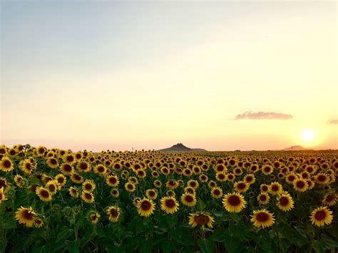 Meadow Of Sunflower Photo Free Plant Image On Unsplash