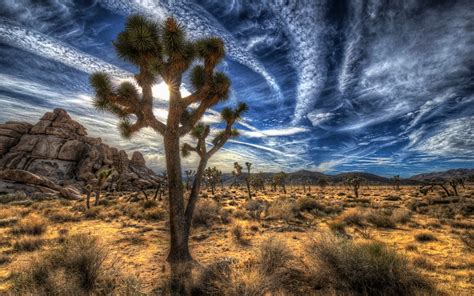 Joshua Tree National Park Full Hd Wallpaper And Background
