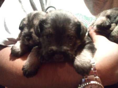 Hermosos Cachorros Schnauzer Shnauzer Snauzer Miniatura En Lima