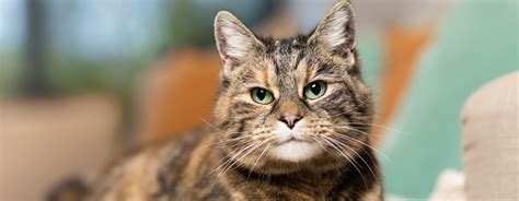 Tortoiseshell Cats 5 Facts You Need To Know Purina