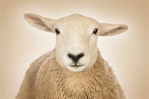 Are You Smarter Than A Sheep A Homily For The 4th Sunday Of Easter