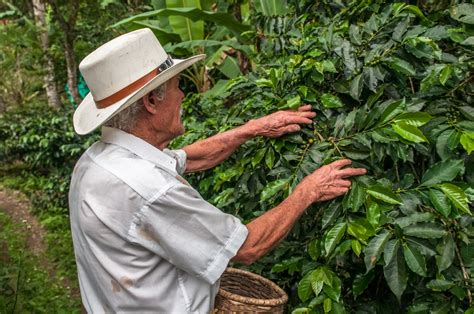 Coffee Cultural Landscape Of Colombia