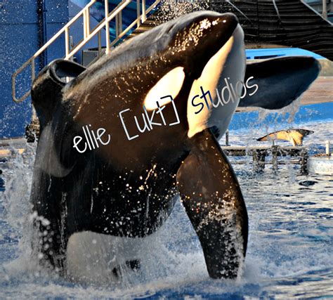 Tilikum Check Out More Of My Photos Of The Whales From Seaworld On