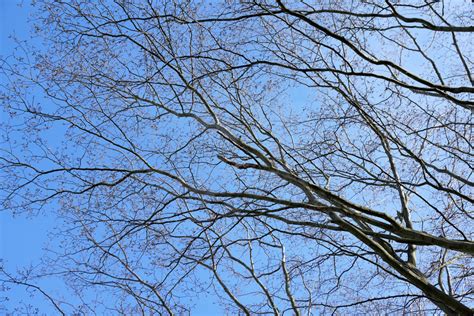 Free Images Nature Branch Blossom Winter Sky Wood Sunlight