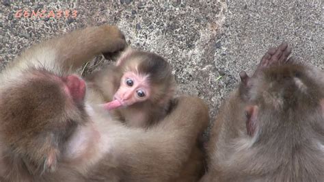 Cute Baby Monkey Newborn Baby Animal Youtube