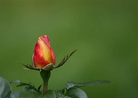 Images Gratuites La Nature Branche Fleur La Photographie Feuille