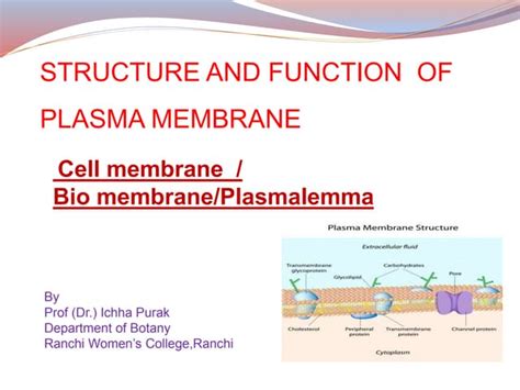 Structure And Function Of Plasma Membrane 2 Ppt