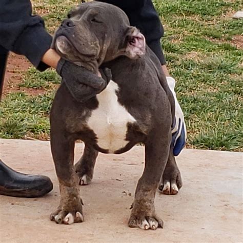 For sale & upcoming breedings. XL AMERICAN BULLY PUPPIES FOR SALE Archives - Mugleston ...