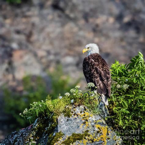 Bald Eagle Sitting On The Rock Photograph By Lyl Dil Creations Fine