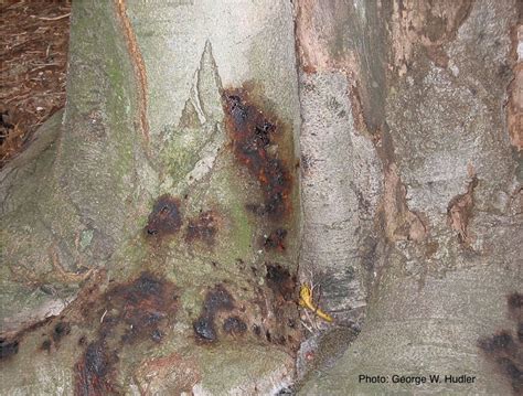 P Cactorum Bleeding Canker Slide 1 Forest Phytophthoras Of The World