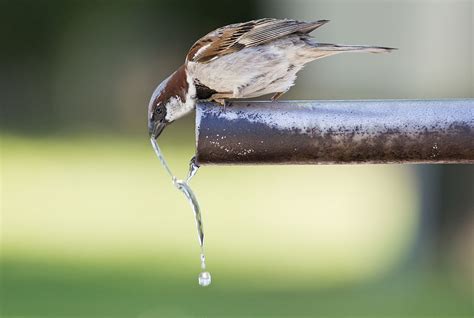 Water For Birds Songbird Survival