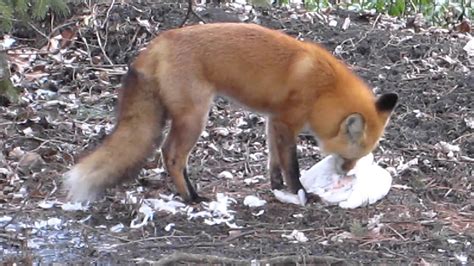 Fox Eating Chicken Youtube