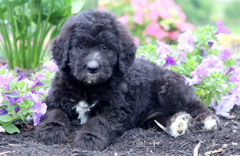 Find newfypoo dogs and puppies from ohio breeders. Hastin | Newfypoo Puppy For Sale | Keystone Puppies