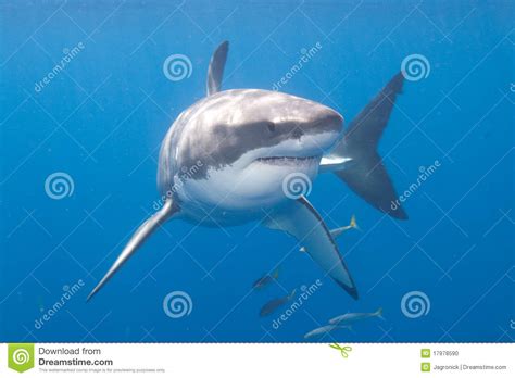 Guadalupe, the fourteenth ship of the henry j. Großer Weißer Haifisch In Guadalupe-Insel Stockfoto - Bild ...