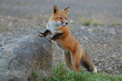 Foxes In Tennessee 2 Species With Pictures Wildlife Informer