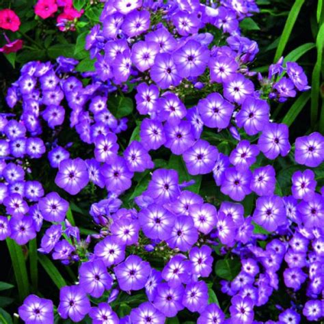 Phlox Paniculata Volcano Purple With White Eye Wholesale Nursery