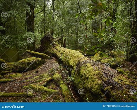 Moss Covered Fallen Rainforest Tree Surrounded With Trees Stock Photo