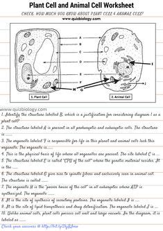 Maybe you would like to learn more about one of these? animal: Animal And Plant Cells Worksheet Answer Key Oxford ...