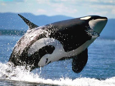 Orca Killer Whale The Terror Of The Oceans