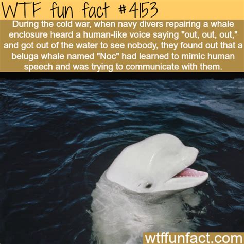 Beluga Whale That Learned To Mimic Human Speech Fun Facts Wtf Fun